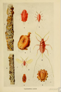 illustration of tachardia lacca beetles